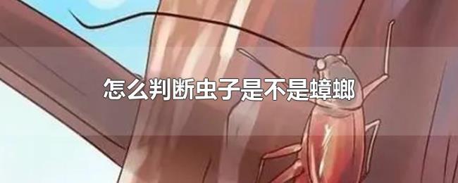 怎么判断虫子是不是蟑螂
