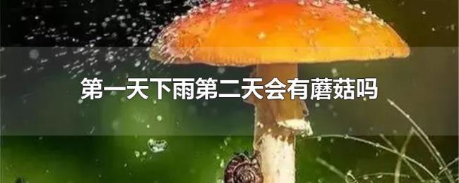 第一天下雨第二天会有蘑菇吗 第一天下雨第二天会有蘑菇吗