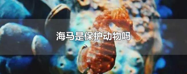 海马是保护动物吗