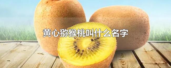 黄心猕猴桃叫什么名字