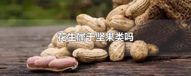 花生属于坚果类吗