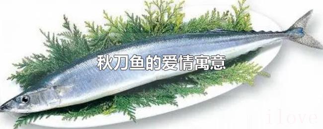 秋刀鱼的爱情寓意