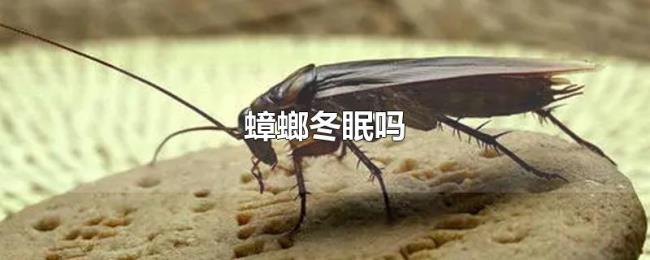 蟑螂冬眠吗