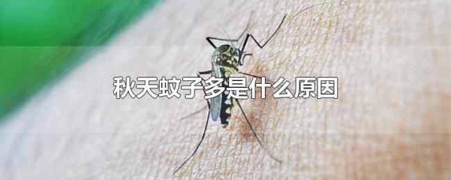 秋天蚊子多是什么原因