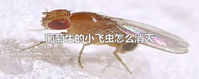 葡萄生的小飞虫怎么消灭