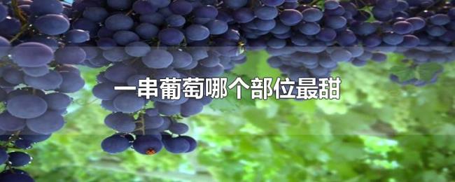一串葡萄哪个部位最甜