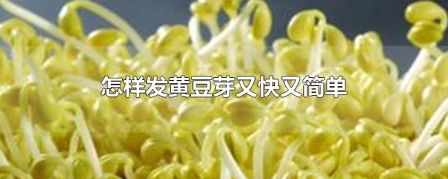 怎样发黄豆芽又快又简单