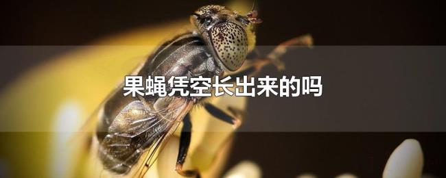 果蝇凭空长出来的吗 果蝇凭空长出来的吗