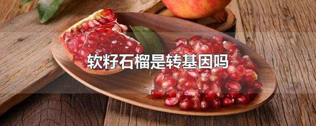 软籽石榴是转基因吗 软籽石榴是转基因吗