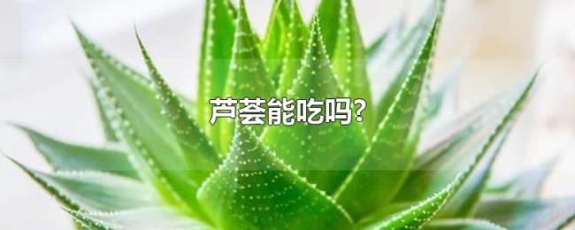 芦荟能吃吗? 芦荟能吃吗?