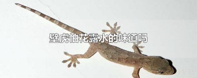 壁虎怕花露水的味道吗