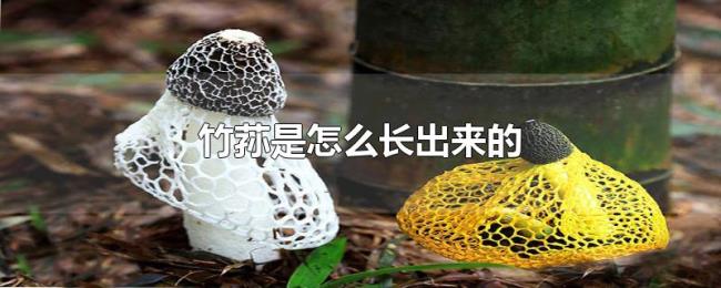 竹荪是怎么长出来的 竹荪是怎么长出来的