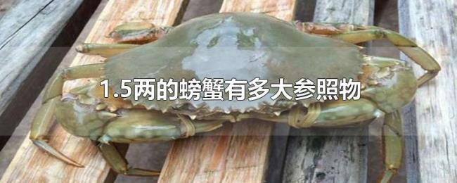 1.5两的螃蟹有多大参照物