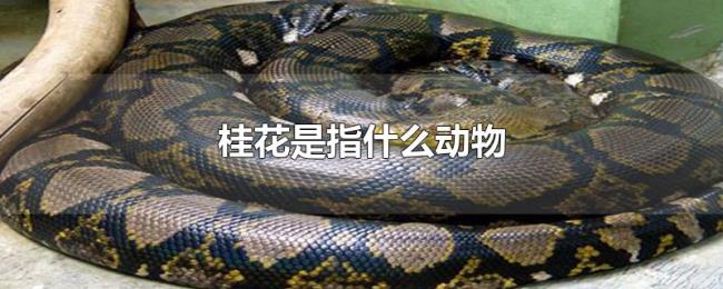 桂花是指什么动物