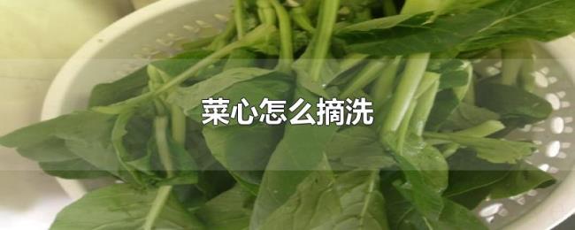 菜心怎么摘洗 菜心怎么摘洗