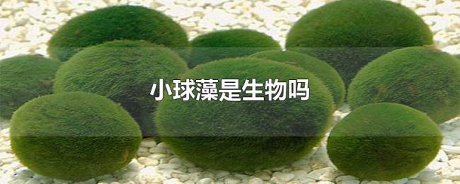 小球藻是生物吗 小球藻是生物吗