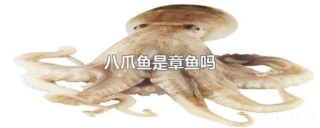八爪鱼是章鱼吗
