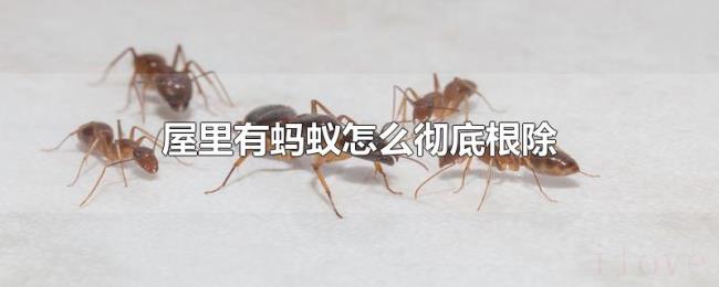 屋里有蚂蚁怎么彻底根除