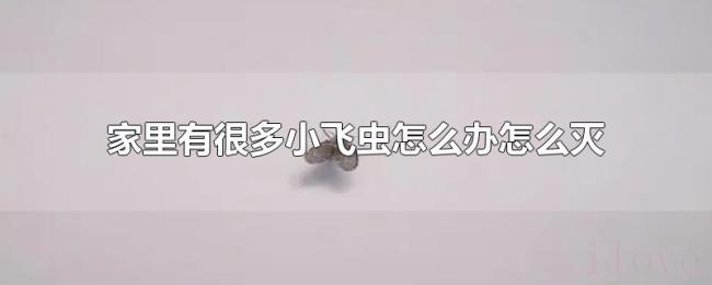 家里有很多小飞虫怎么办怎么灭 家里有很多小飞虫怎么办怎么灭