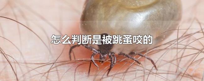 怎么判断是被跳蚤咬的 怎么判断是被跳蚤咬的