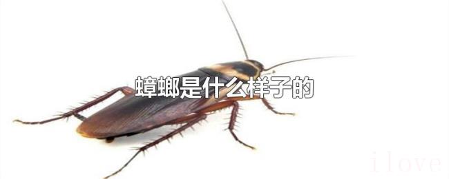 蟑螂是什么样子的