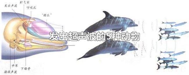 发出超声波的5种动物 发出超声波的5种动物