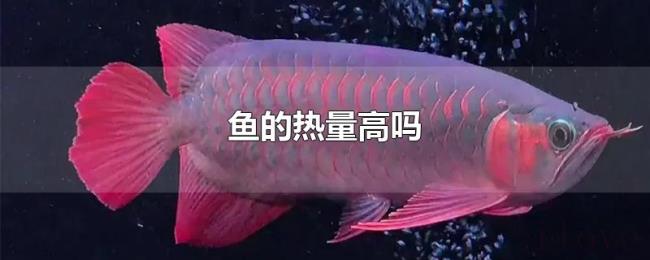 鱼的热量高吗 鱼的热量高吗