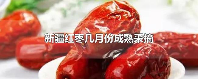 新疆红枣几月份成熟采摘 新疆红枣几月份成熟采摘