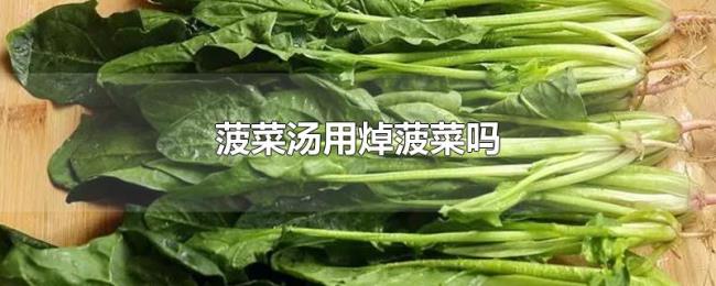 菠菜汤用焯菠菜吗 菠菜汤用焯菠菜吗
