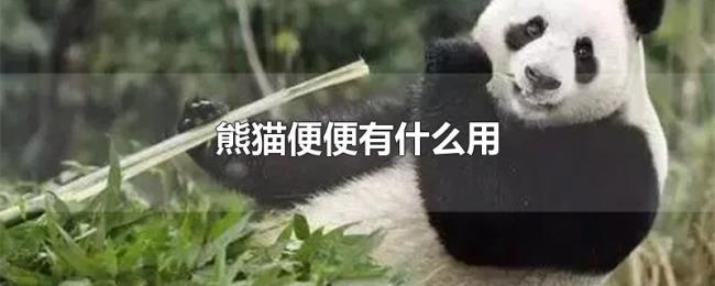 熊猫便便有什么用 熊猫便便有什么用