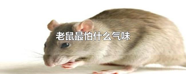 老鼠最怕什么气味