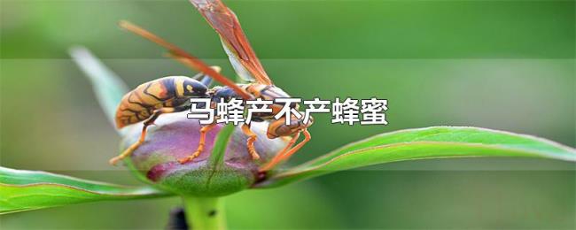 马蜂产不产蜂蜜 马蜂产不产蜂蜜