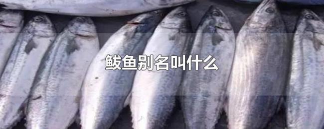 鲅鱼别名叫什么