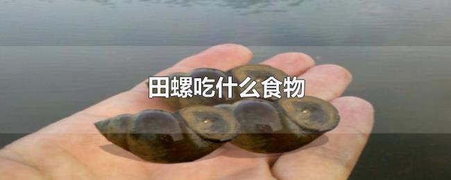 田螺吃什么食物