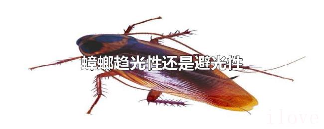 蟑螂趋光性还是避光性