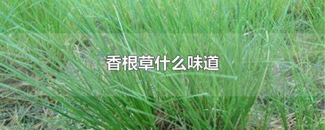 香根草什么味道 香根草什么味道