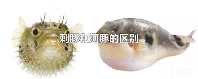 刺豚和河豚的区别 刺豚和河豚的区别