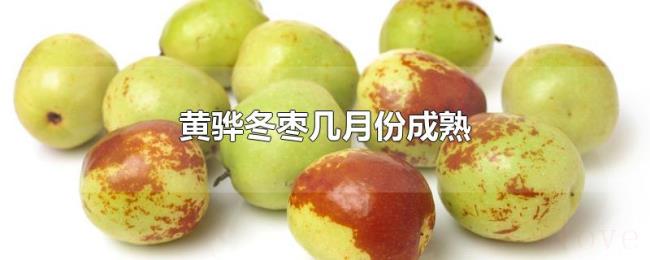 黄骅冬枣几月份成熟
