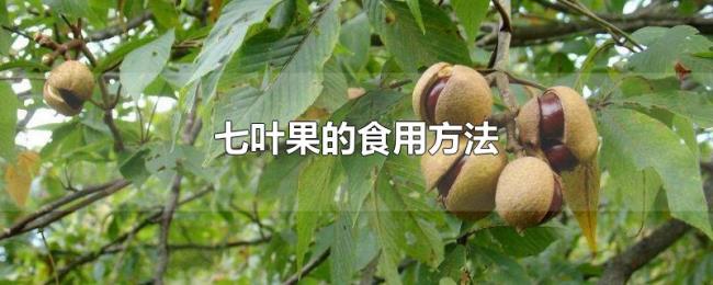 七叶果的食用方法