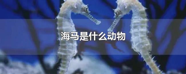海马是什么动物 海马是什么动物