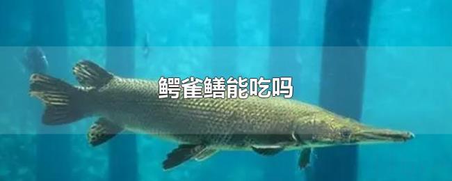 鳄雀鳝能吃吗 鳄雀鳝能吃吗