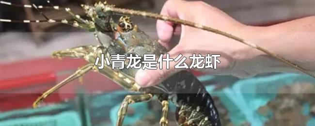 小青龙是什么龙虾