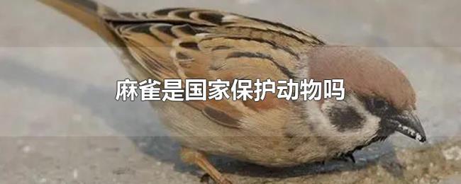 麻雀是国家保护动物吗