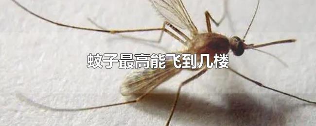 蚊子最高能飞到几楼