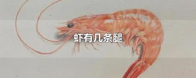 虾有几条腿