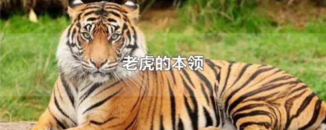 老虎的本领 老虎的本领