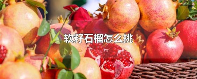 软籽石榴怎么挑 软籽石榴怎么挑
