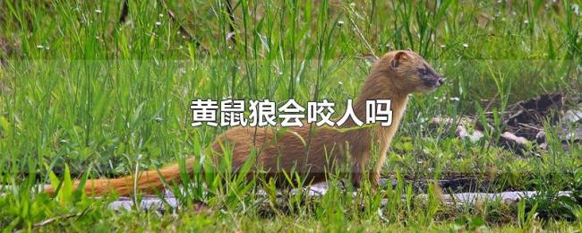 黄鼠狼会咬人吗