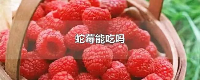 蛇莓能吃吗 蛇莓能吃吗