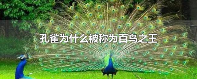 孔雀为什么被称为百鸟之王